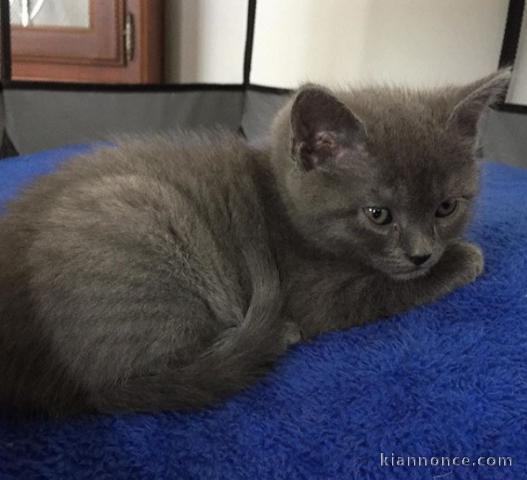 Deux chatons chartreux en adoption