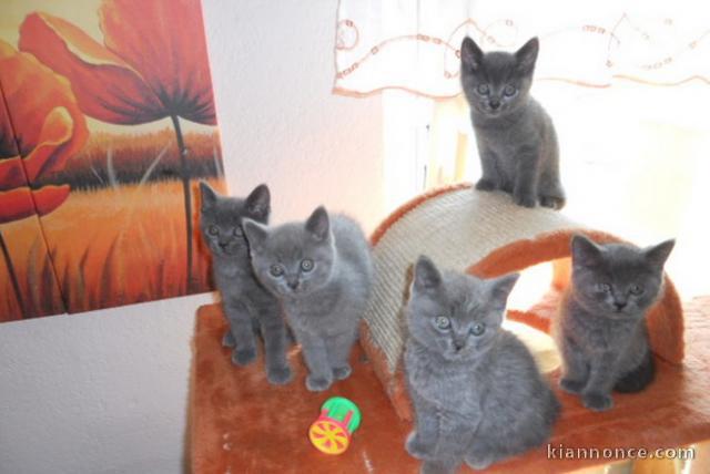 2 chatons chartreux (1 mâle et 1 femelle).