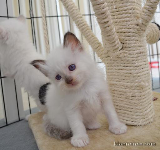 Adorables chatons sacrés de birmanie