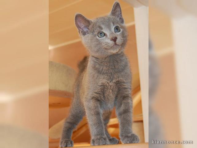 Deux chatons chartreux en adoption