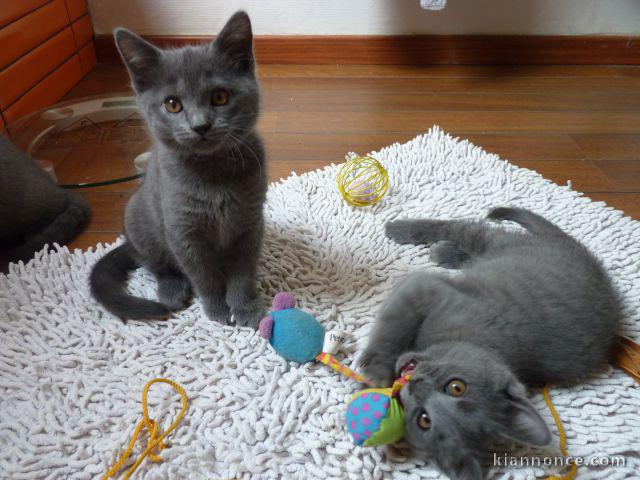 2 chatons chartreux (1 mâle et 1 femelle).