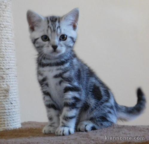 URGENT Chatons British Shorthair non LOOF