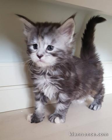 Chatons type maine coon 