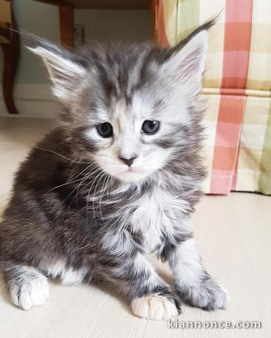 Chatons type maine coon 