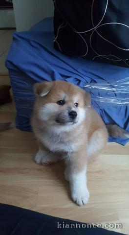 Chiots Akita Inu loof