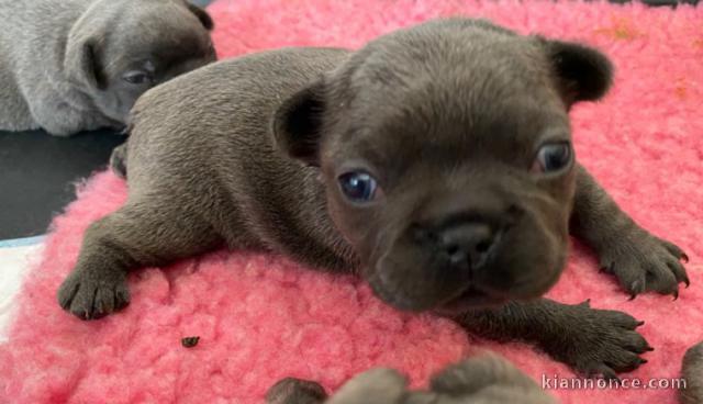 magnifiques Chiots Bouledogue Français