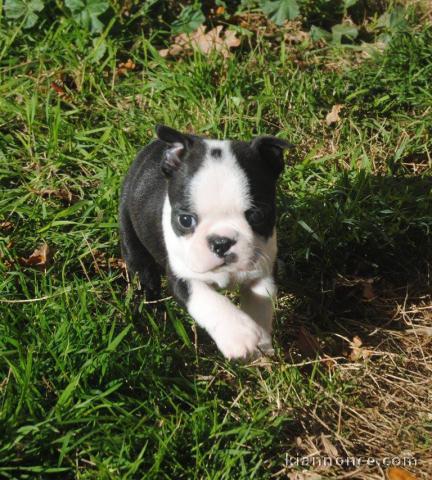 Chiot Boston Terrier a donner