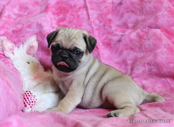 chiots bouledogue français a donner