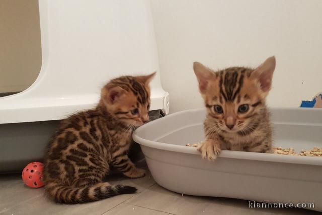 Adorable chatons type Bengal non loof