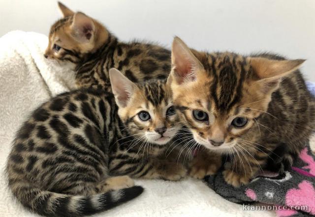 Adorable chatons type Bengal non loof