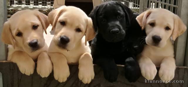 Adorables chiots labrador lof 