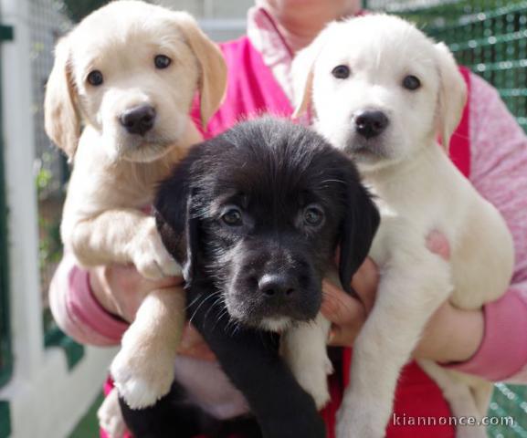 Magnifiques chiots labrador lof 