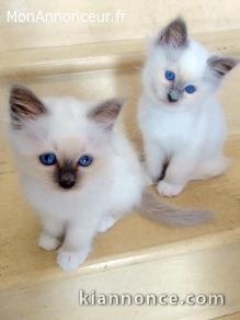 4 chatons sacre de birmanie 