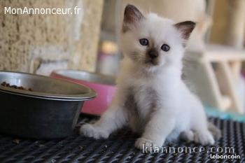 4 chatons sacre de birmanie