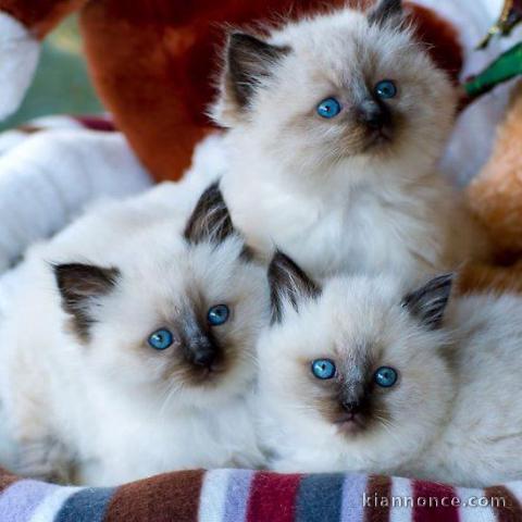 4 chatons sacre de birmanie