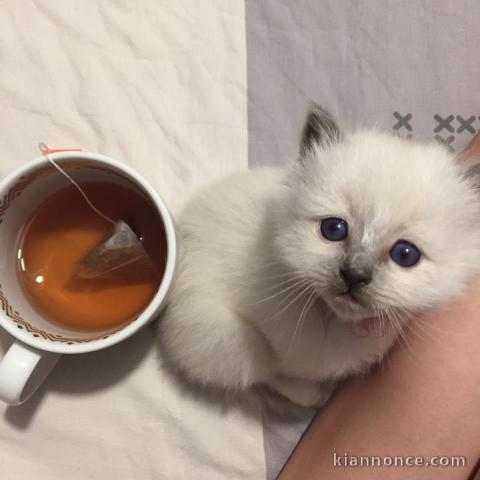 4 chatons sacre de birmanie