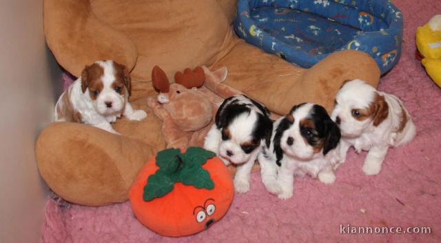 Donne Chiots Cavalier King Charles 