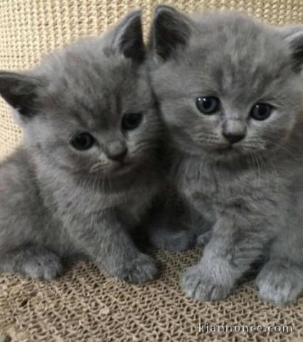 Magnifique chatons british shorthair