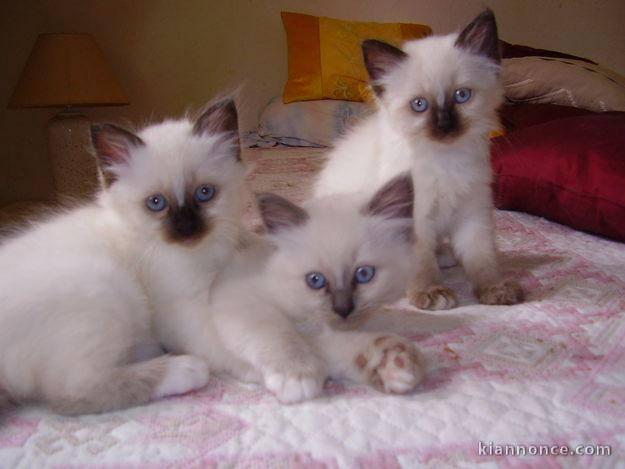 Donne Magnifiques chatons Sacré De Birmanie