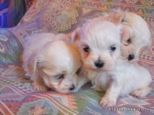 Magnifique chiots type bichon maltais