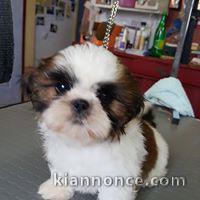 Adorable chiots SHIH TZU