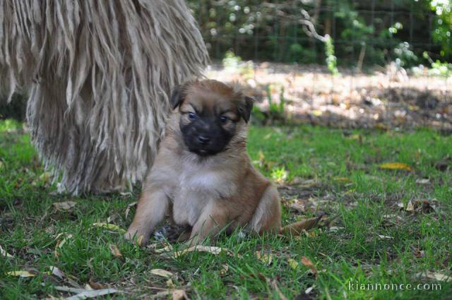 A donner chiots berger des Pyrénées