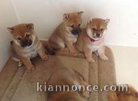 Disponible chiots shiba