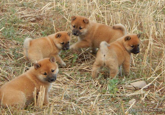 Disponible chiots shiba