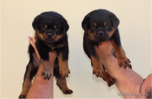 Disponible chiots rottweiler