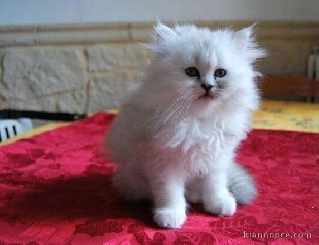 chatons persans sont disponibles