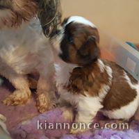 Adorable chiots SHIH TZU