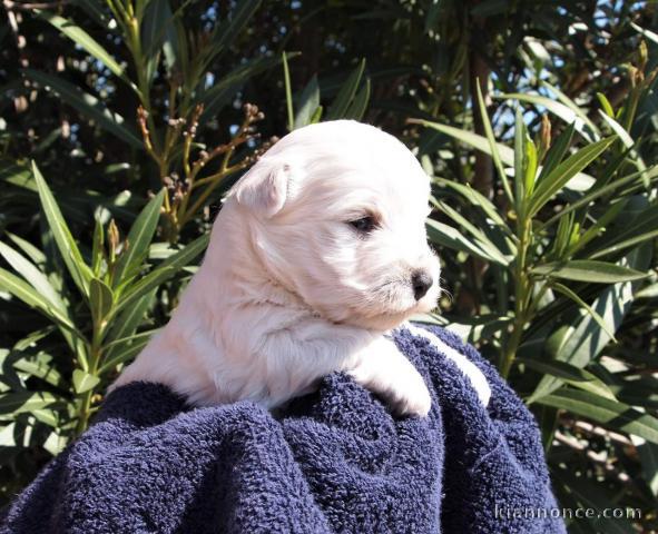 Jolis chiots White Terrier