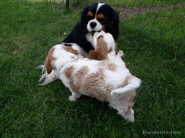 Magnifique chiots berger belge