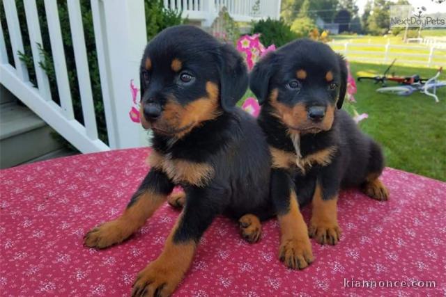 Disponible chiots rottweiler