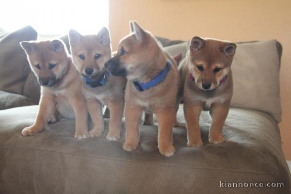 Disponible chiots shiba