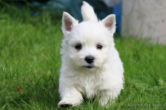Jolis chiots White Terrier