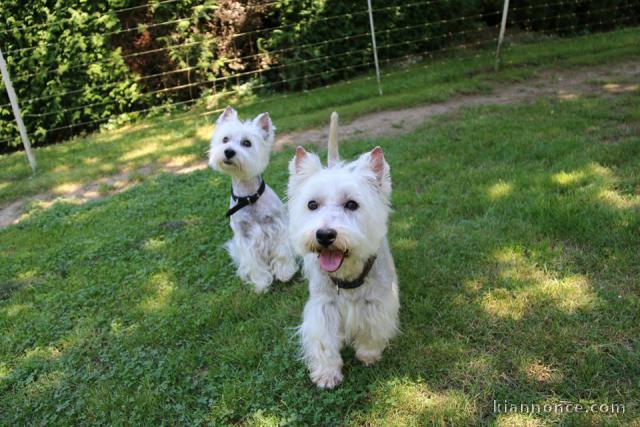 Magnifique chiots White Terrier