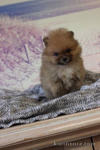 Chiots spitz nain Disponible