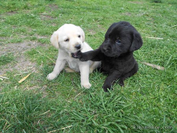 Magnifiques chiots Labrador Retriever