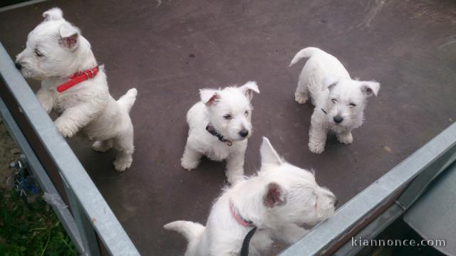 Jolis chiots White Terrier