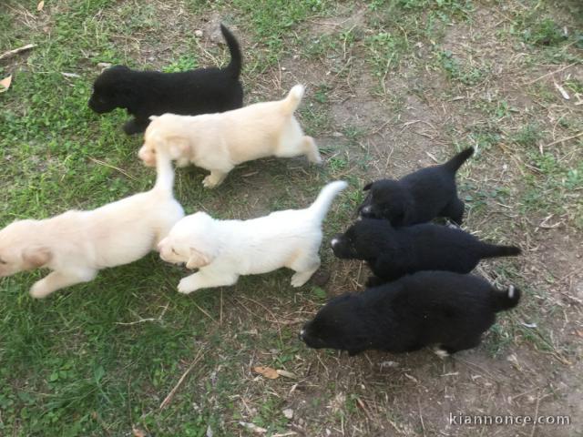 Magnifiques chiots Labrador Retriever