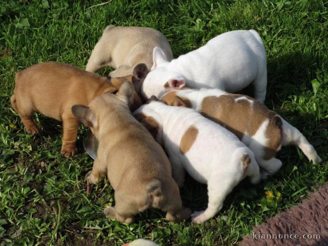 Donne Chiots Bouledogue Français 