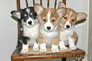 donne chiots welsh corgi pembroke