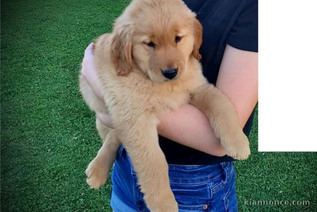 Chiot golden retriever