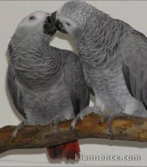 Couple de perroquets Gris du gabon