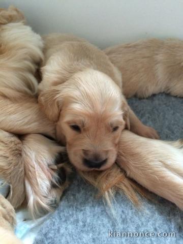 Adorable chiots golden retriever