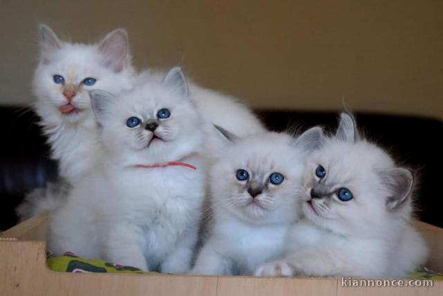 Magnifiques Chatons Sacré de Birmanie Pure Race