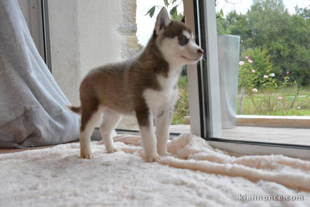 Chiots husky de sibériens