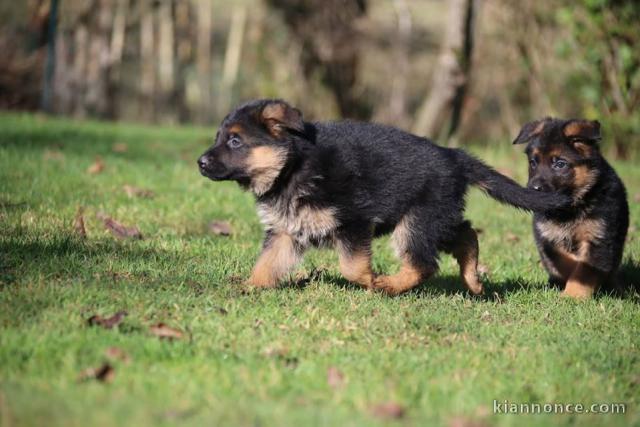 chiots bergers allemands