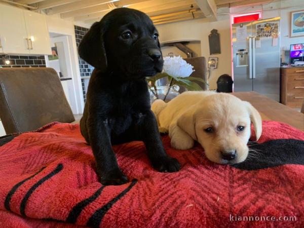 Magnifiques chiots Labrador Retriever